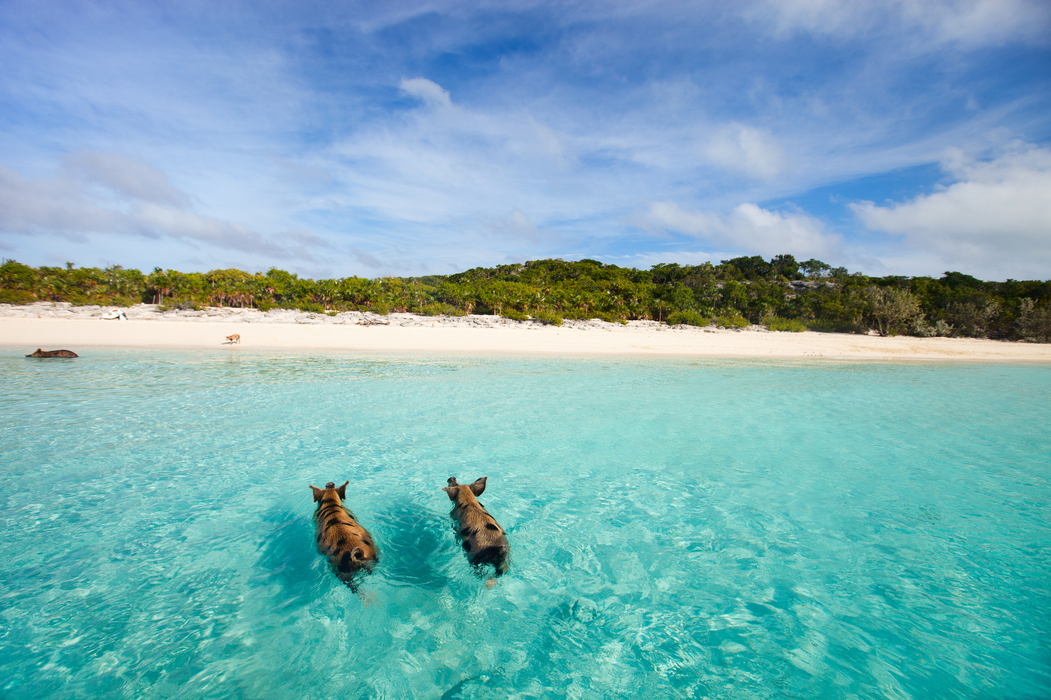 Best Sandbars, Swimming pigs of the Bahamas in the Out Islands of the Exumas