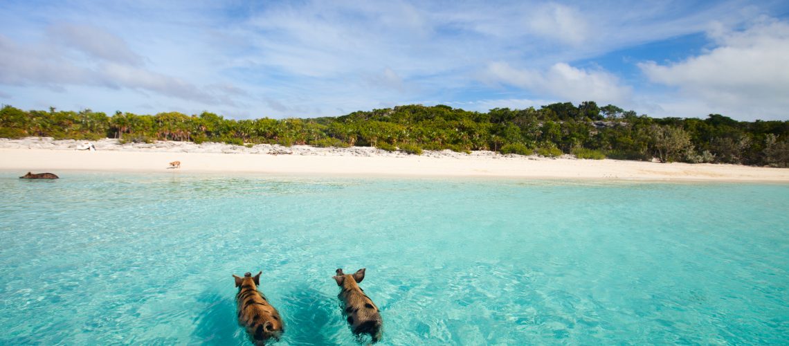 Best Sandbars, Swimming pigs of the Bahamas in the Out Islands of the Exumas